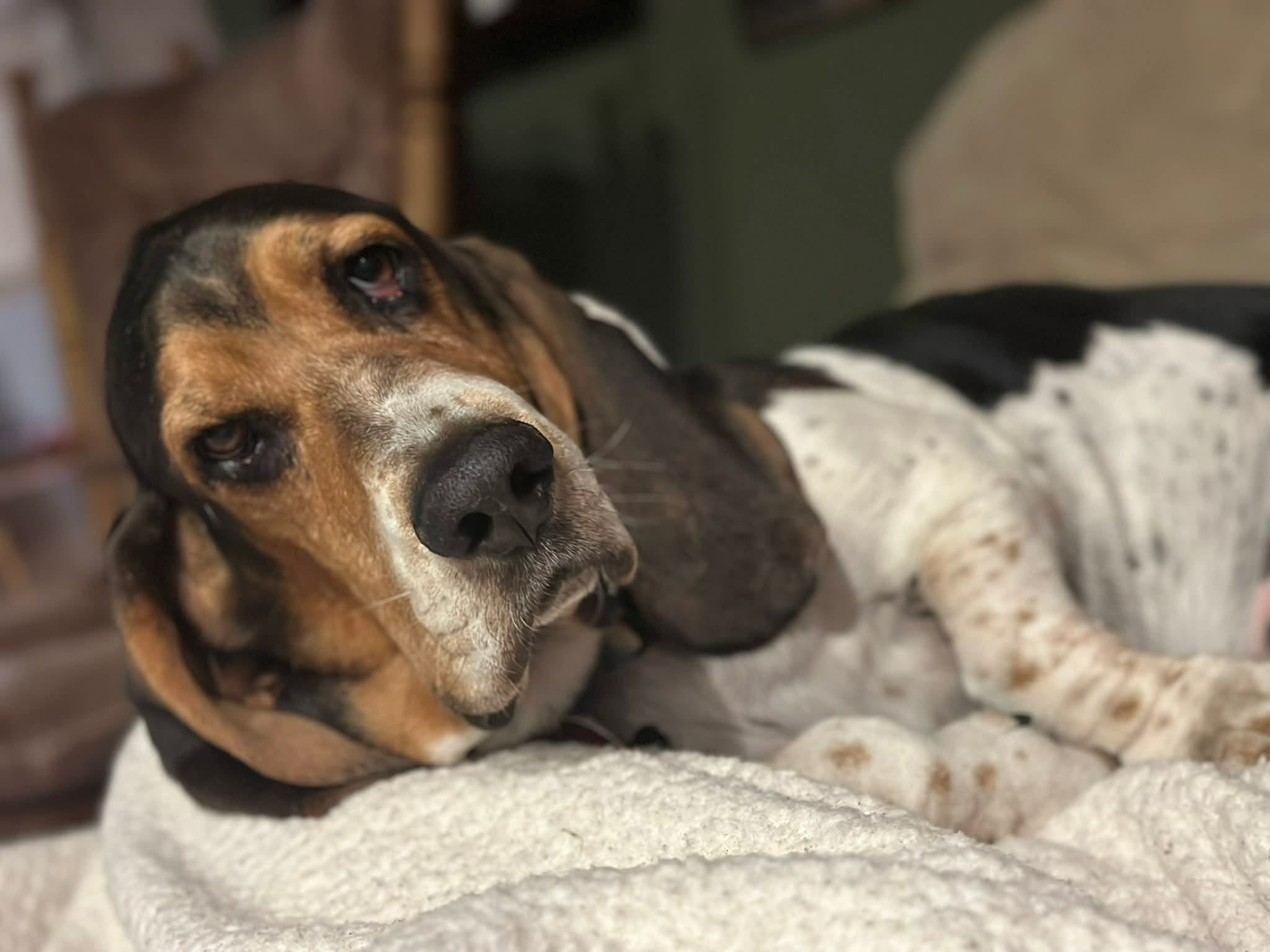 Thor the basset hound